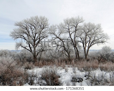 ice  on the branches of cottonwood trees in grand junction, colorado