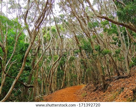 hike through the  eucalyptus forest to  to waipo\'o falls in waimea canyon, kauai