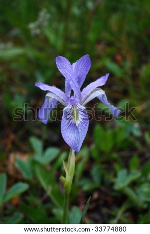 wild iris in colorado