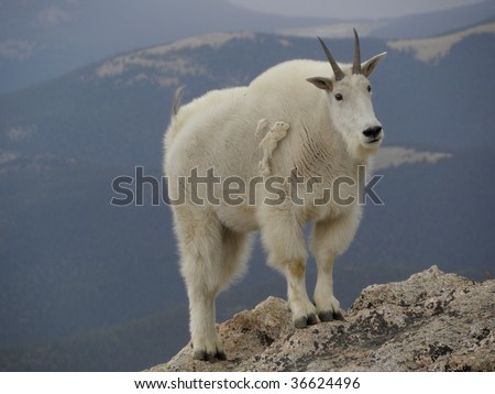 mountain goat on mount evans, colorado