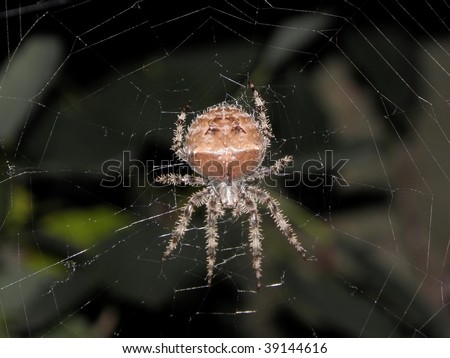 cat-faced spider and web in colorado