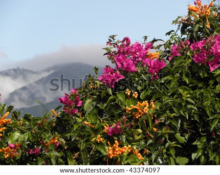 mountains and bougainvillea in san jose, costa rica