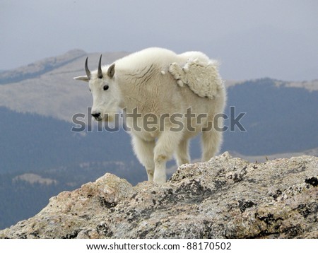 mountain  goat on mount evans, colorado