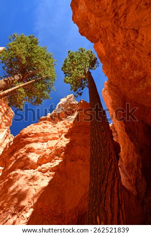 douglas fir trees in the  wall street slot canyon on the navajo loop trail in bryce canyon national park, utah