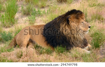 lion relaxing on the plains  of   the wild animal sanctuary in keenesburg,  colorado