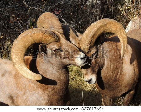 bighorn sheep Rams  in waterton canyon,  in Littleton, colorado