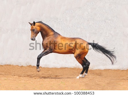 Buckskin Akhal Teke