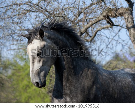 Grey horse free action portrait
