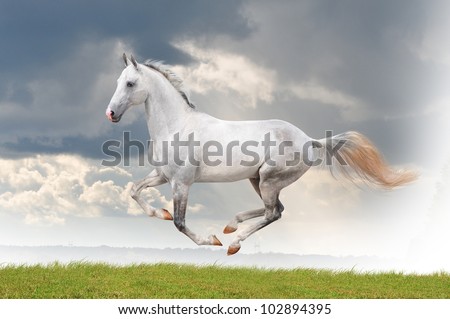 white horse running free in summer stock photo 102894395 horse for free 450x319