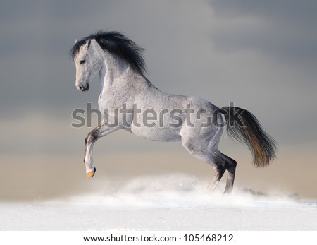 white arab horse in the snow