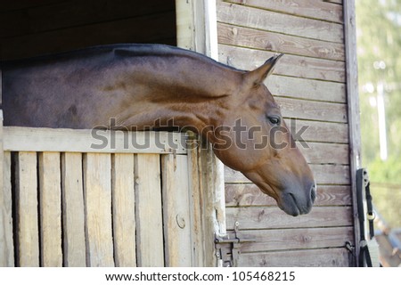 horse in stable at riding school
