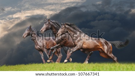 three black horses