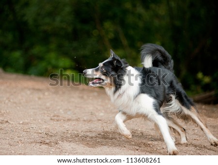 Border collie dog runs on the lawn