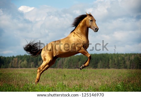 golden chestnut horse in action - stock photo golden chestnut horse in action - stock photo