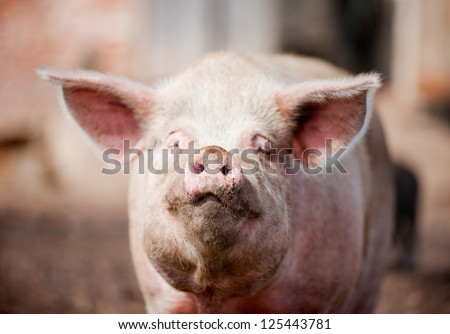 dirty face of the pig