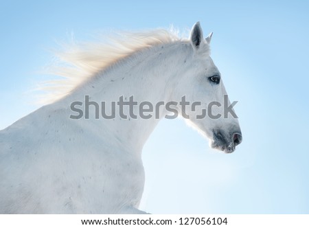 white horse portrait against sunlight in blue sky