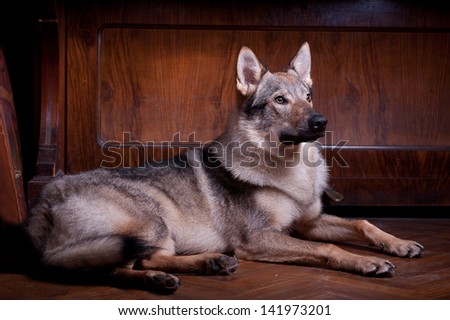 Wolf dog. studio shot on dark background