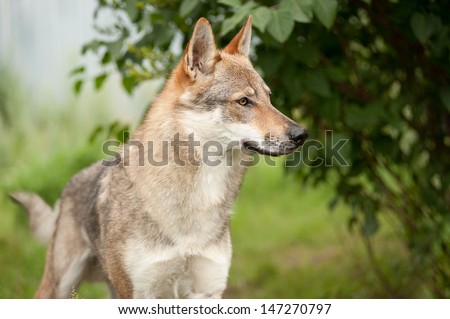 One wolf standing on green hillock and look at photograph