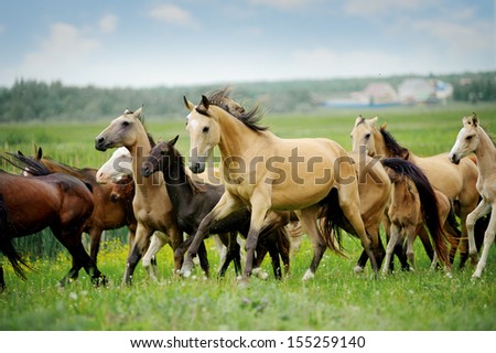 Herd Of Purebred Akhalteke Horses In Summer
