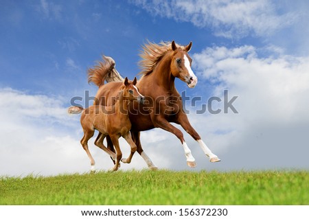 The Arab Mare With Foal Running Isolated On The Field