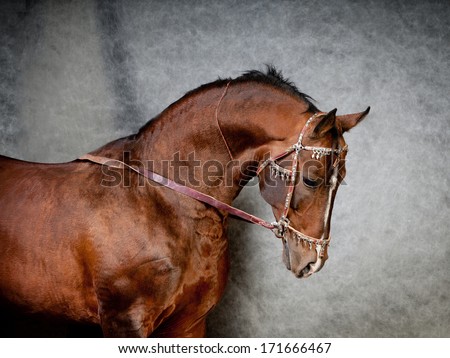 studio horse portrait
