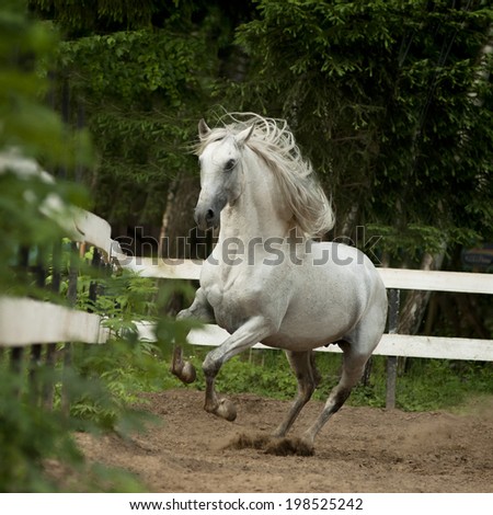 white andalusian horse plays in paddock