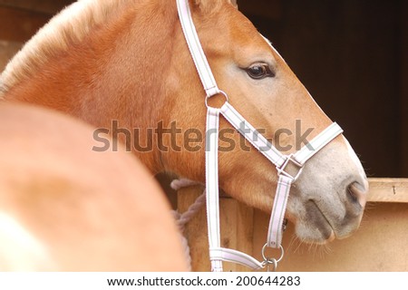 Detailed close-up of palomino horse head