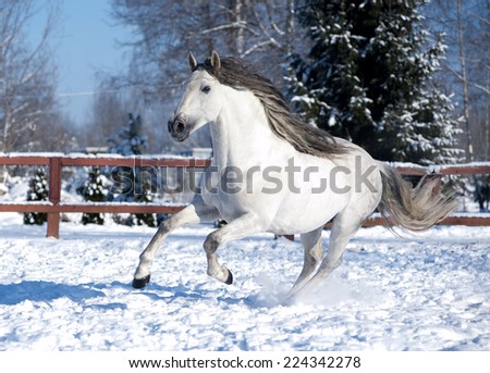 White andalusian horse in paddock
