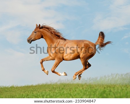 Concerned Horse - Stock Image - Everypixel