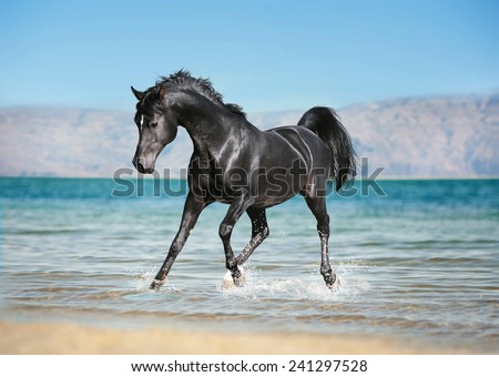 free black arab horse runs trough the splashes of water