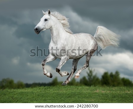 white arab horse runs gallop in summer time