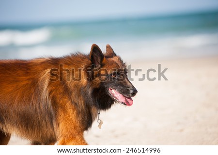 dog closeup near the ocean