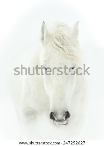 tender portrait of white horse head close up