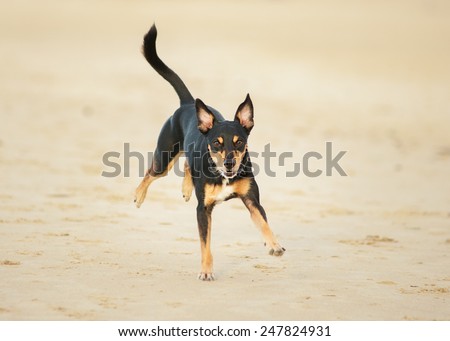 Dog runs on the beach