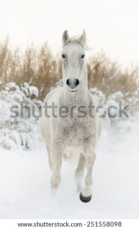 grey arabian horse in winter runs front view