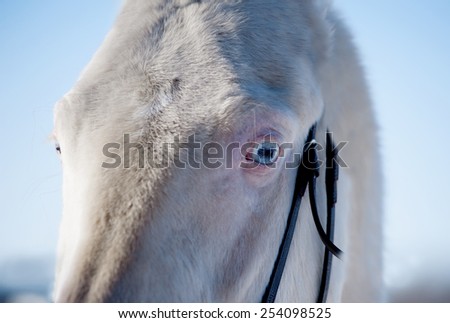 closeup of a big perlino horse head with detail on the eye