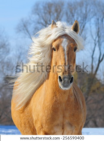 Palomino horse portrait at the field in action