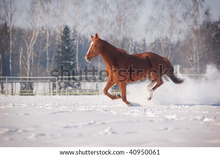 Free Winter Backgrounds on Free Chestnut Horse In Winter Background Stock Photo 40950061