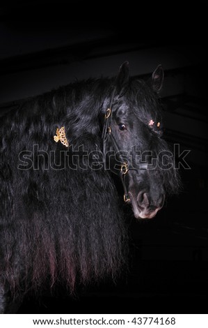 frisian horse on black