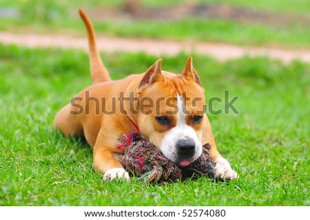 purebred american staffordshire terrier