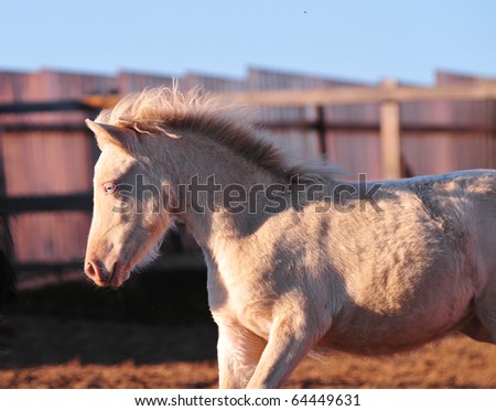 stock-photo-portrait-of-a-little-cremello-shetland-pony-foal-64449631.jpg