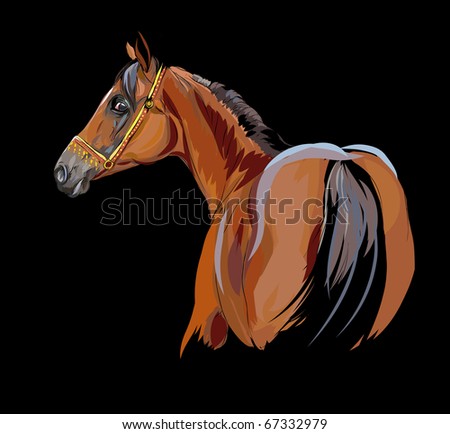 arab horse illustration isolated on black