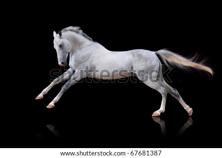  - Page 2 Stock-photo-white-akhal-teke-horse-isolated-on-black-67681387