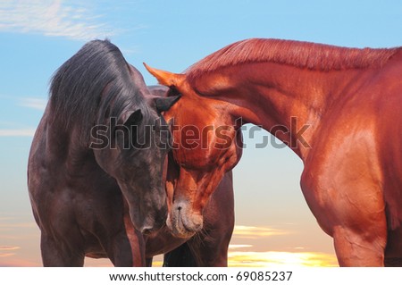 Horses Communicating