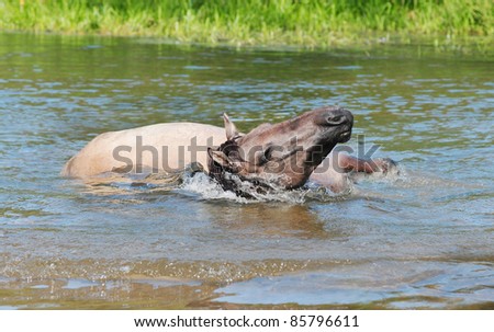 horse take bathe