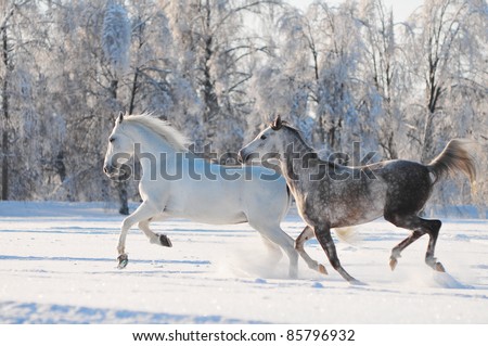 two grey horses run free trough winter time