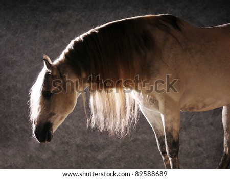 outstanding andalusian stallion in studio