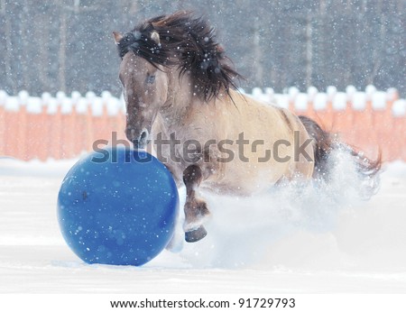 free horse play ball in winter paddock