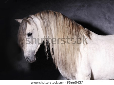 andalusian horse studio portrait