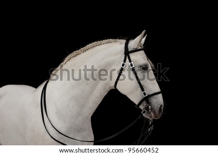 white andalusian stallion isolated on black